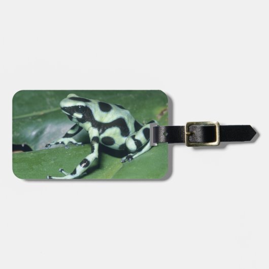 アオヤドクガエル (Dendrobates auratus) カウィタ ラゲッジタグ (正面横)