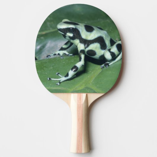 アオヤドクガエル (Dendrobates auratus) カウィタ 卓球ラケット (正面)