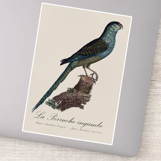 アカアシインコまたはスワンプパラキート、Pezoporus Wallicus シール