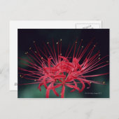 アカアシウグリ ポストカード (正面/裏面)