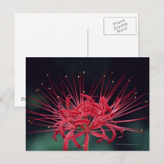 アカアシウグリ ポストカード (正面/裏面)