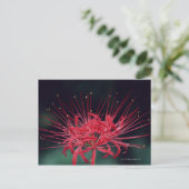 アカアシウグリ ポストカード (スタンド正面)