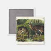 アカアシカ – オードボン四肢動物 マグネット (正面/裏面)