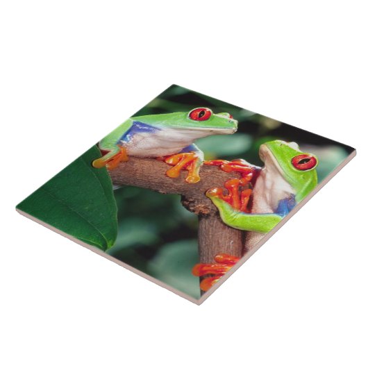 アカアシガエルの赤い眼のカエルのペア、アガリキヌス・カリドライアス。 タイル (側面)