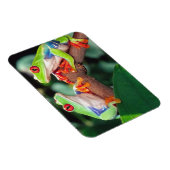 アカアシガエルの赤い眼のカエルのペア、アガリキヌス・カリドライアス。 マグネット (右側)