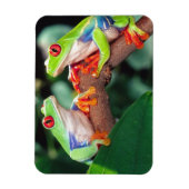 アカアシガエルの赤い眼のカエルのペア、アガリキヌス・カリドライアス。 マグネット (縦)