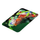 アカアシガエルの赤い眼のカエルのペア、アガリキヌス・カリドライアス。 マグネット (左側)