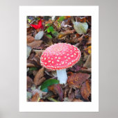 アカアシガエル ポスター (正面)