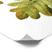 アカアシガエル(English Oak) ポスター (角)