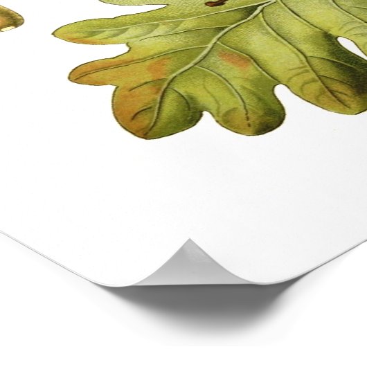 アカアシガエル(English Oak) ポスター (角)