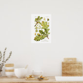 アカアシガエル(English Oak) ポスター (キッチン)