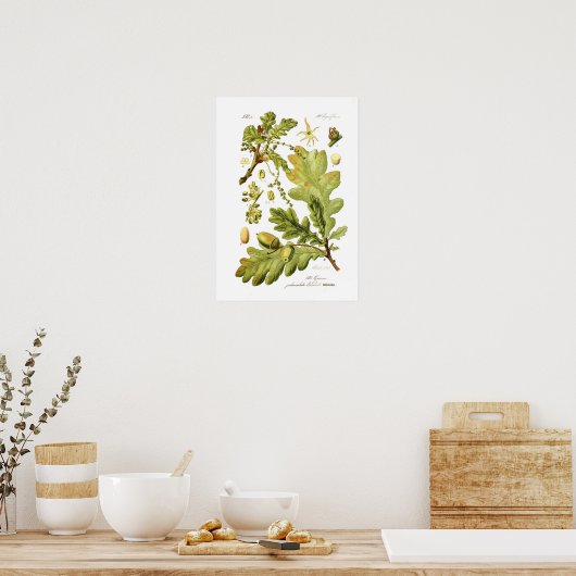 アカアシガエル(English Oak) ポスター (キッチン)