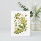 アカアシガエル(English Oak) ポストカード (スタンド正面)