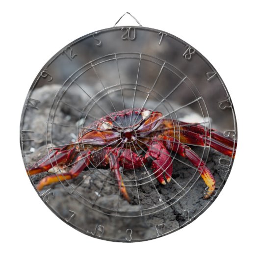 アカアシガニ ダーツボード (正面)