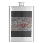 アカアシガニ フラスク (正面)