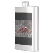 アカアシガニ フラスク (左)