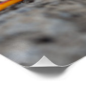 アカアシガニ ポスター (コーナー)