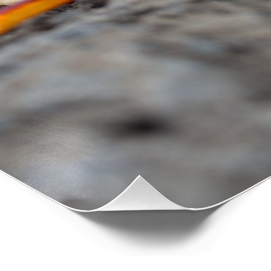 アカアシガニ ポスター (コーナー)