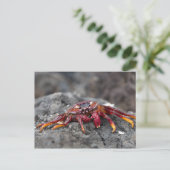 アカアシガニ ポストカード (スタンド正面)