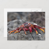 アカアシガニ ポストカード (正面/裏面)
