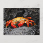アカアシガニ ポストカード (正面)