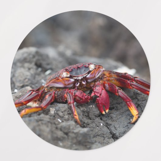 アカアシガニ ラベル (デザイン2)