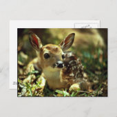 アカアシガノガエル ポストカード (正面/裏面)