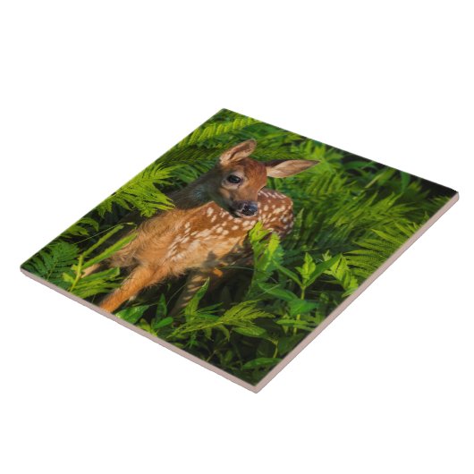 アカアシガノガエル |ミネソタ タイル (側面)