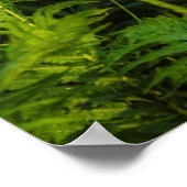 アカアシガノガエル |ミネソタ ポスター (角)