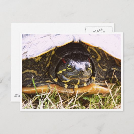 アカアシガメ頭 ポストカード (正面/裏面)
