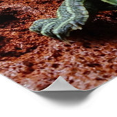 アカアシガメ ポスター (角)