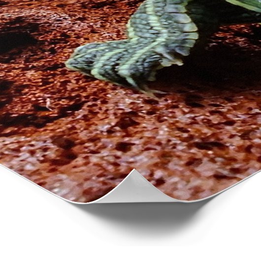 アカアシガメ ポスター (角)