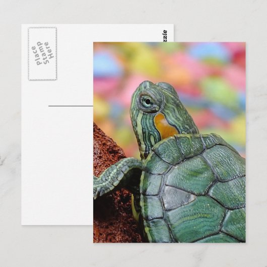 アカアシガメ ポストカード (正面/裏面)