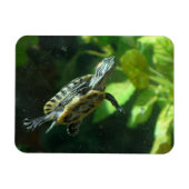 アカアシガメ マグネット (横)