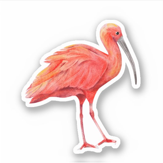 アカアシシギシロチョウ 熱帯の鳥 自然 野生生物 シール (正面)