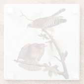 アカアシタカの猛禽 ガラスコースター (裏面)