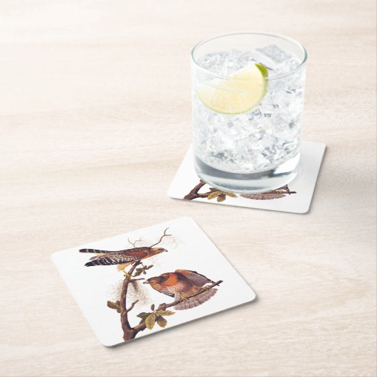 アカアシタカの猛禽 スクエアペーパーコースター (インサイチュ)