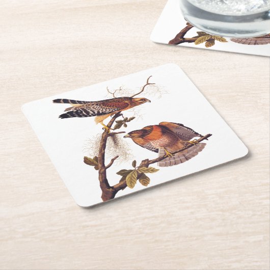 アカアシタカの猛禽 スクエアペーパーコースター (アングル)