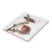 アカアシタカの猛禽 タイル (側面)