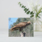 アカアシタカの視線 ポストカード (スタンド正面)