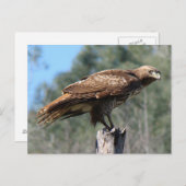 アカアシタカの視線 ポストカード (正面/裏面)