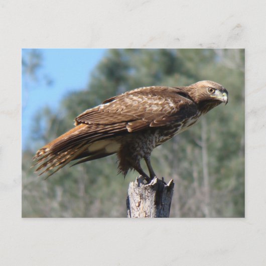 アカアシタカの視線 ポストカード (正面)