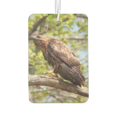 アカアシタカ – 猛禽類 カーエアーフレッシュナー (裏面)