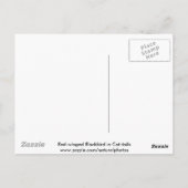 アカアシドリとキャットテール ポストカード (裏面)