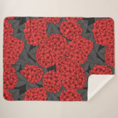 アカアジサイ シェルパブランケット (正面(横))