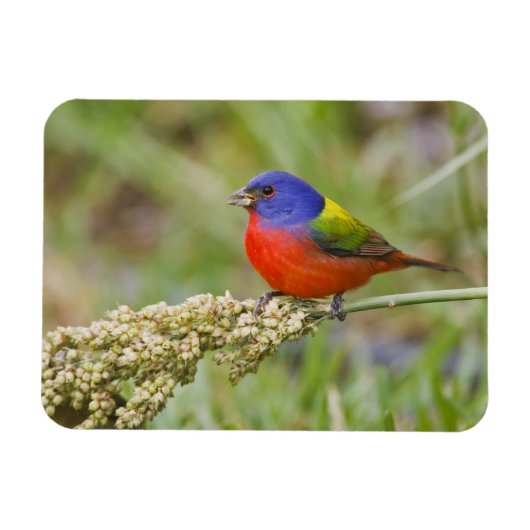 アカアメリカムシクイ (Passerian ciris) 雄 餌を食べる マグネット (横)