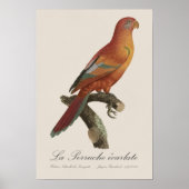アカインコまたはEos Bornea、Trichoglossus borneus ポスター (正面)