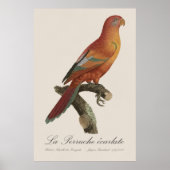 アカインコまたはEos Bornea、Trichoglossus borneus ポスター (正面)