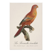 アカインコ (Eos Bornea, Trichoglossus borneus) フォトプリント (正面)