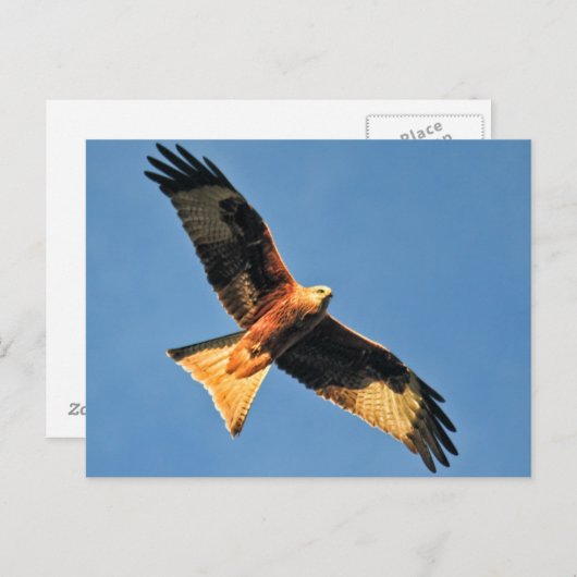 アカイ ポストカード (正面/裏面)